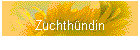 Zuchthndin