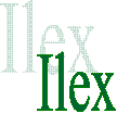 Ilex