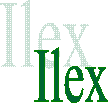 Ilex